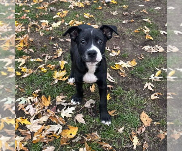 Medium Photo #8 Mutt Puppy For Sale in Muskegon, MI, USA