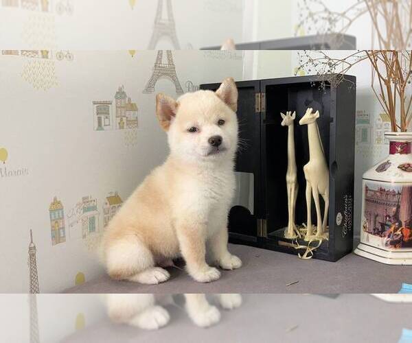 Medium Photo #3 Shiba Inu Puppy For Sale in SAN JOSE, CA, USA