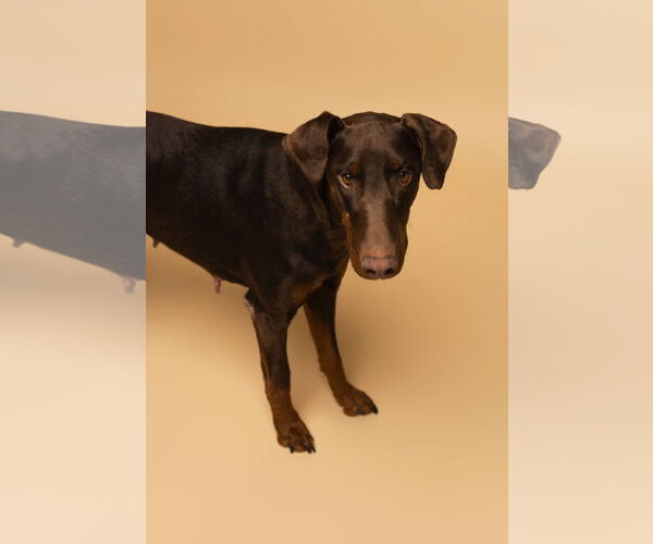 Medium Photo #9 Doberman Pinscher Puppy For Sale in Buffalo, MN, USA
