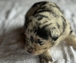 Small #3 Australian Shepherd-Miniature Australian Shepherd Mix