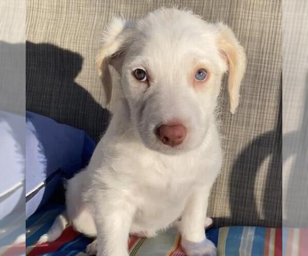Medium Photo #8 Australian Kelpie-Unknown Mix Puppy For Sale in San Diego, CA, USA