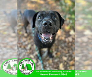 Mutt Dogs for adoption in Stroudsburg, PA, USA