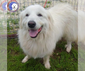 Great Pyrenees Dogs for adoption in Spring, TX, USA