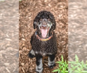 Father of the Goldendoodle puppies born on 06/01/2025