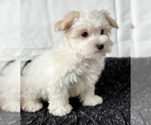 Medium Photo #5 Maltese Puppy For Sale in ROCK STREAM, NY, USA