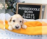 Small Photo #3 Aussiedoodle Puppy For Sale in NEW YORK MILLS, MN, USA
