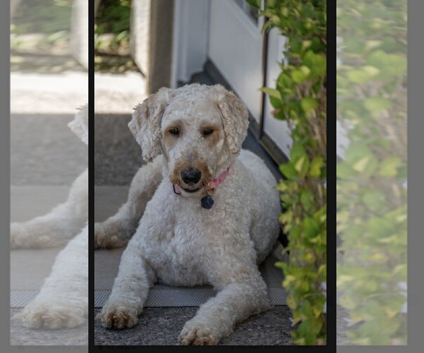 Medium Photo #2 Poodle (Standard) Puppy For Sale in Menifee, CA, USA