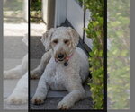 Small #1 Poodle (Standard)