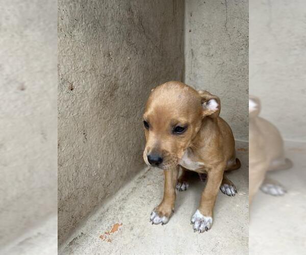 Medium Photo #1 American Pit Bull Terrier-Unknown Mix Puppy For Sale in Oklahoma City, OK, USA