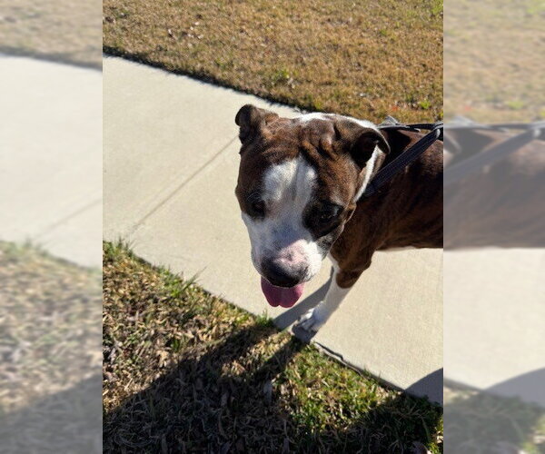 Medium Photo #3 Boxer Puppy For Sale in Austin, TX, USA