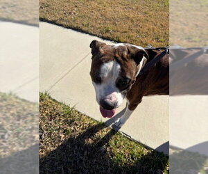 Tiger II - Male Boxer Dog for Adoption - Photo #3