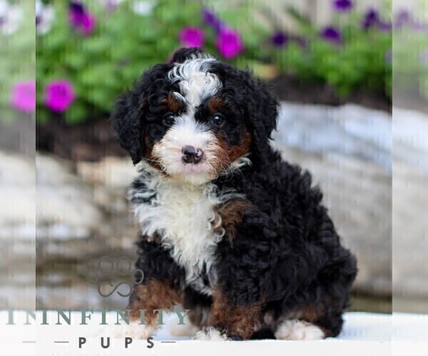 Medium Photo #4 Bernedoodle (Miniature) Puppy For Sale in LITITZ, PA, USA