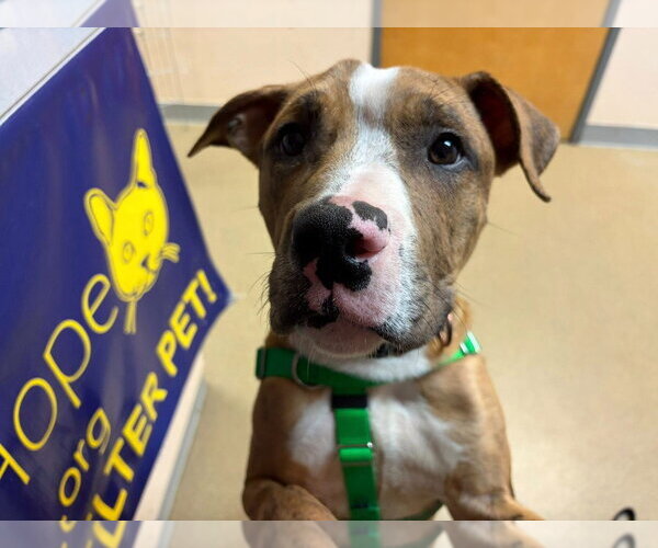 Medium Photo #5 Catahoula Leopard Dog-Unknown Mix Puppy For Sale in Sayreville, NJ, NJ, USA