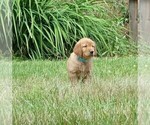 Small #1 Golden Retriever