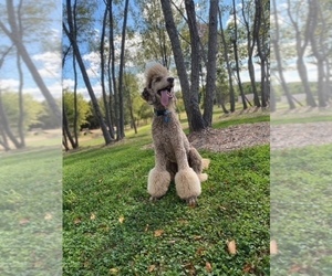 Father of the F2 Aussiedoodle puppies born on 09/05/2025