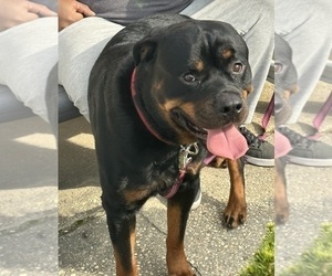 Father of the Rottweiler puppies born on 06/12/2025