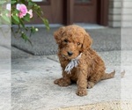 Small #3 Poodle (Standard)