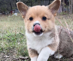 Small #9 Pembroke Welsh Corgi