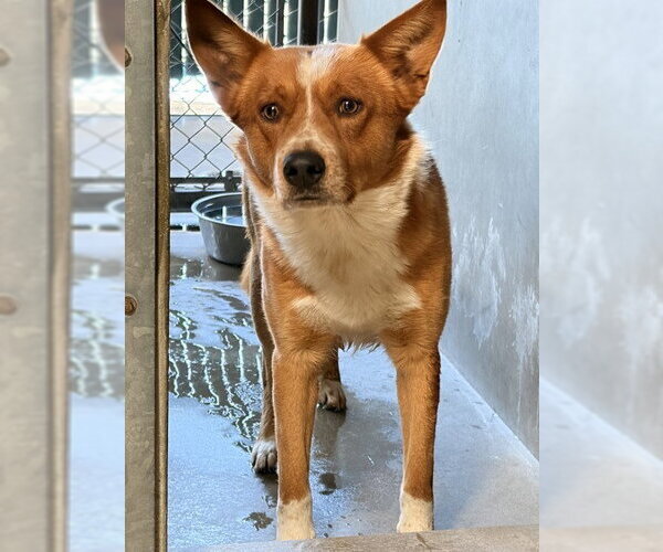 Medium Photo #1 German Shepherd Dog-Texas Heeler Mix Puppy For Sale in San Bernardino, CA, USA