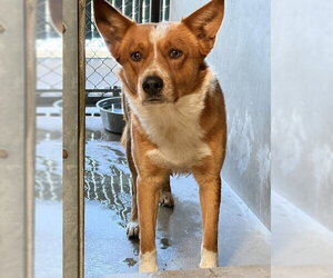 German Shepherd Dog-Texas Heeler Mix Dogs for adoption in San Bernardino, CA, USA