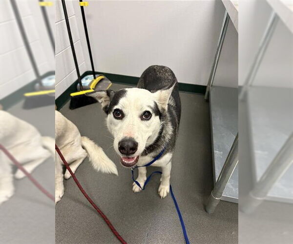 Medium Photo #1 Labrador Retriever-Unknown Mix Puppy For Sale in Corpus Christi, TX, USA