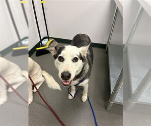 Labrador Retriever-Unknown Mix Dogs for adoption in Corpus Christi, TX, USA