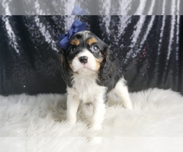 Medium Photo #6 Cavalier King Charles Spaniel Puppy For Sale in WARSAW, IN, USA