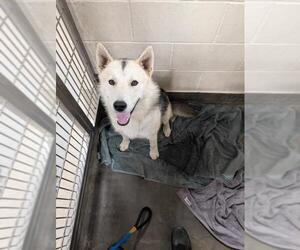 German Shepherd Dog-Unknown Mix Dogs for adoption in Upland, CA, USA