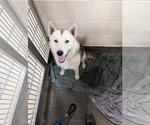 Small German Shepherd Dog Mix