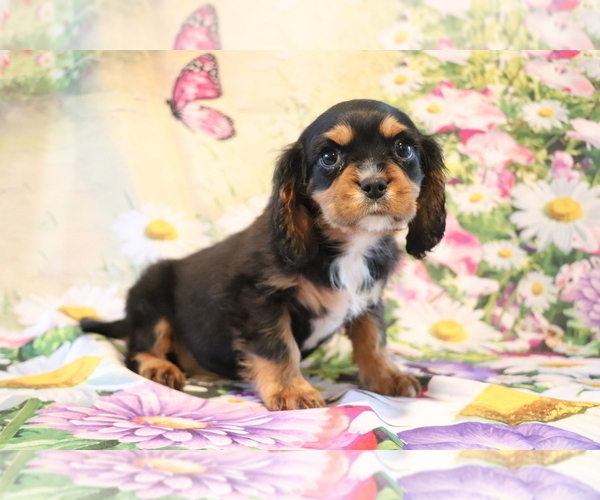 Medium Photo #2 Cavalier King Charles Spaniel Puppy For Sale in SHILOH, OH, USA