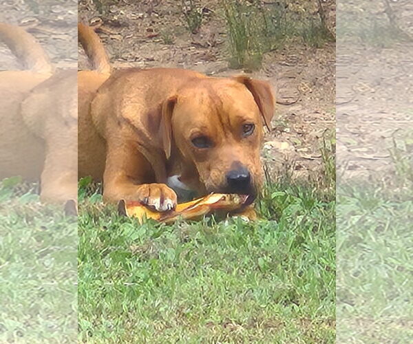 Medium Photo #3 Mutt Puppy For Sale in Harrison, AR, USA