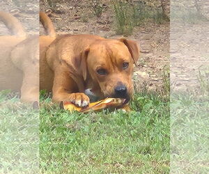 Rose - Female Mutt Dog for Adoption - Photo #3