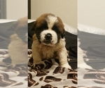 Small Photo #1 Saint Bernard Puppy For Sale in TULSA, OK, USA