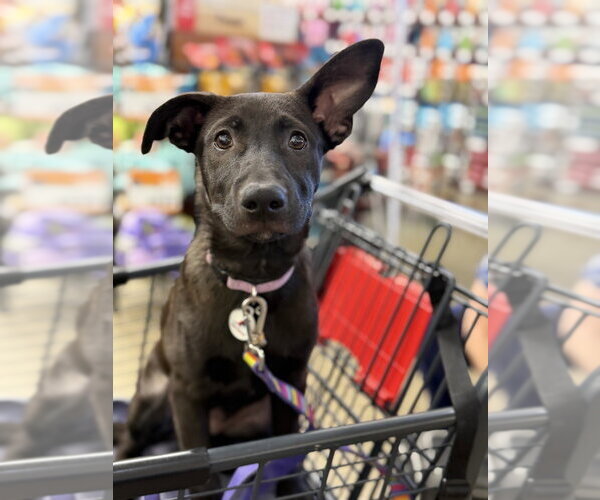 Medium Photo #16 German Shepherd Dog Puppy For Sale in West Sacramento, CA, USA