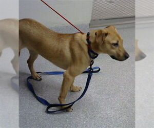 Labrador Retriever-Unknown Mix Dogs for adoption in Pasadena, TX, USA