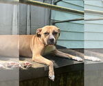 Small #3 American Staffordshire Terrier Mix