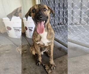 Boxer-Unknown Mix Dogs for adoption in El Centro, CA, USA