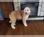 Small Photo #11 Bernedoodle-Poodle (Toy) Mix Puppy For Sale in BLACK FOREST, CO, USA