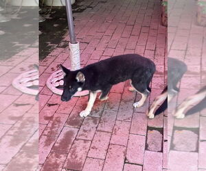 Jewel - Female Gerberian Shepsky Dog for Adoption - Photo #4