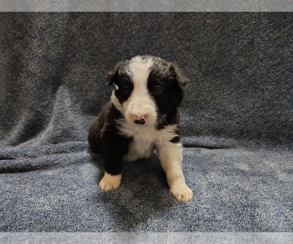 Medium Photo #143 Border Collie Puppy For Sale in NORBORNE, MO, USA