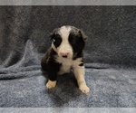 Small Photo #143 Border Collie Puppy For Sale in NORBORNE, MO, USA