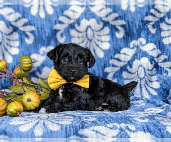Medium Photo #5 YorkiePoo Puppy For Sale in OXFORD, PA, USA