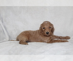 Small Photo #2 Goldendoodle Puppy For Sale in FRESNO, OH, USA