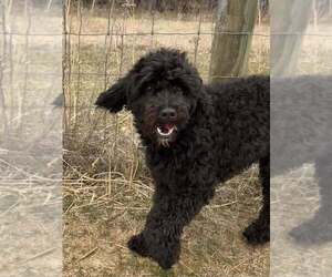 Golden Retriever Dogs for adoption in Glen Haven, WI, USA