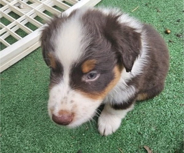 Medium Photo #15 Australian Shepherd Puppy For Sale in NELSON, VA, USA