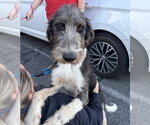 Small Photo #2 Poodle (Standard)-Unknown Mix Puppy For Sale in Brooklyn, NY, USA