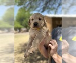 Small #3 Goldendoodle-Labrador Retriever Mix