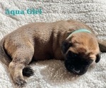 Small Photo #5 Mastiff Puppy For Sale in BIXBY, OK, USA