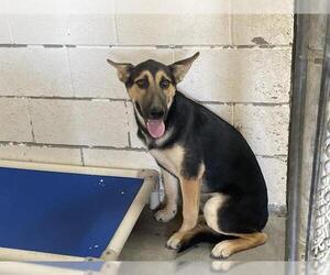 German Shepherd Dog Dogs for adoption in Hanford, CA, USA