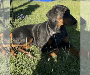 Doberman Pinscher Puppy for sale in SACRAMENTO, CA, USA